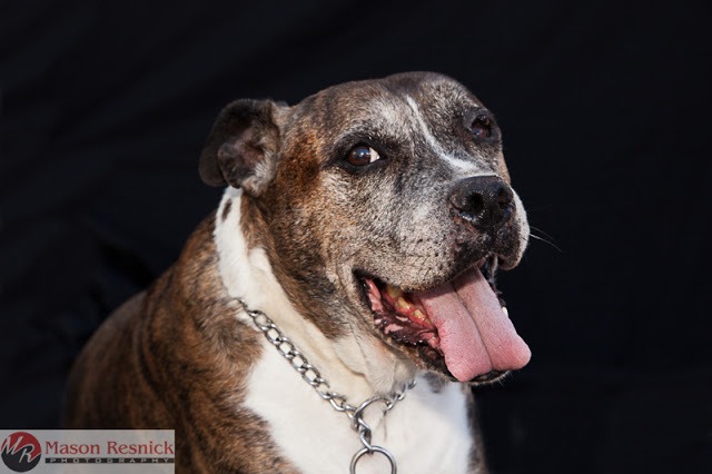 , Canines of Highland Park: The Street Fair Photo Shoot, Mason Resnick Photography